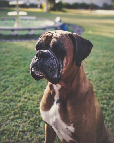 棕色的斗牛犬
